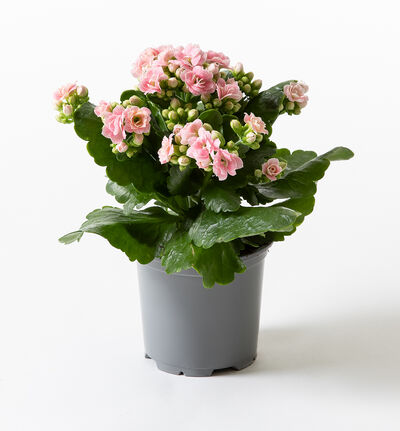Ildtopp rosa Ildtopp rosa